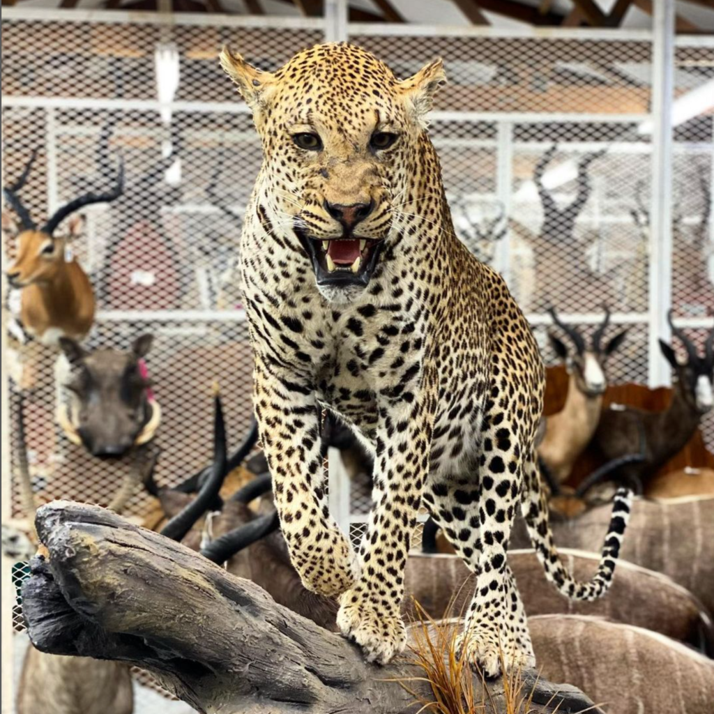 leopard taximdermy